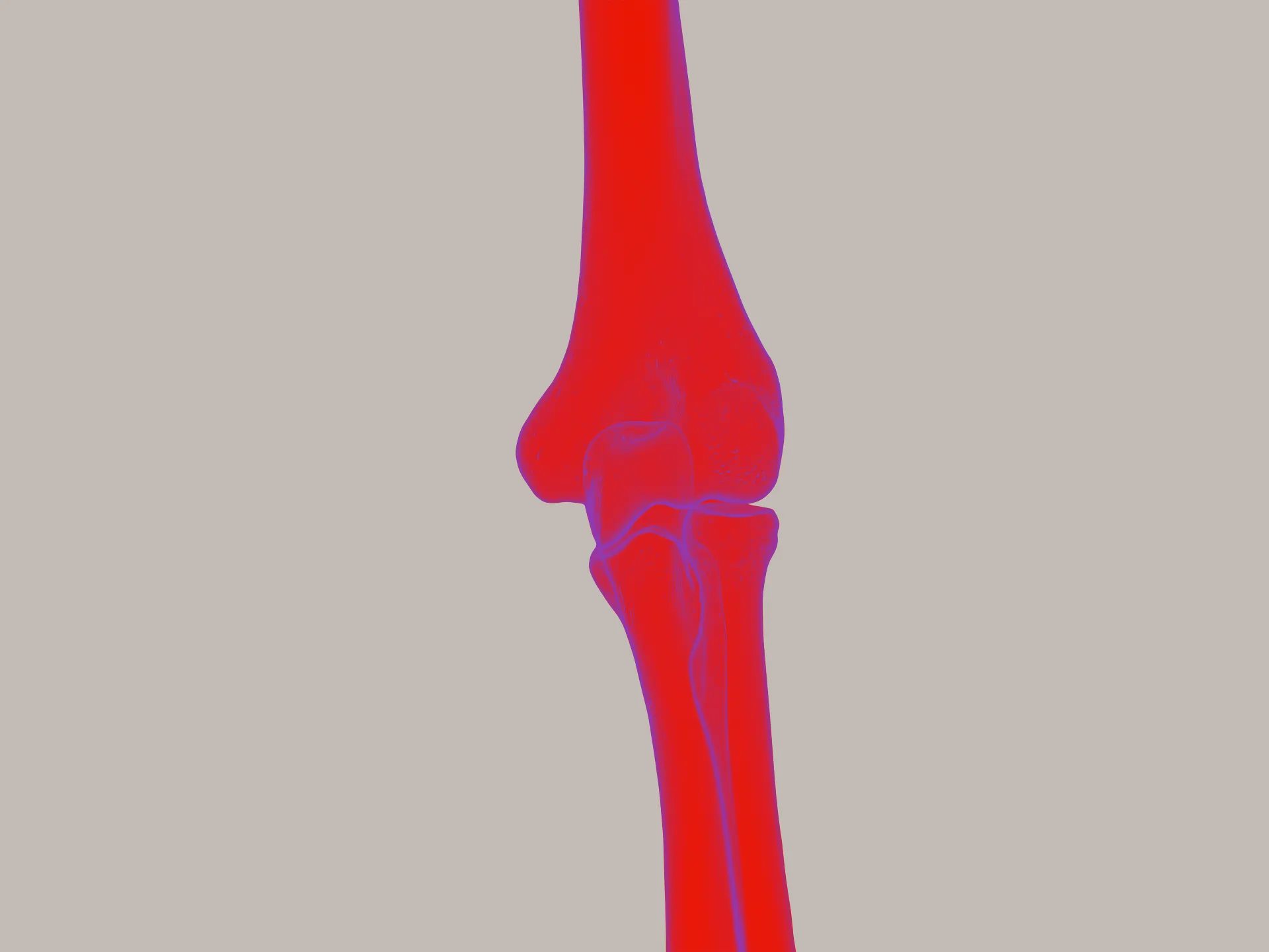 JJ_BodyIllustration_Interior_Skeletal_ElbowBone_Colorway01.jpg
