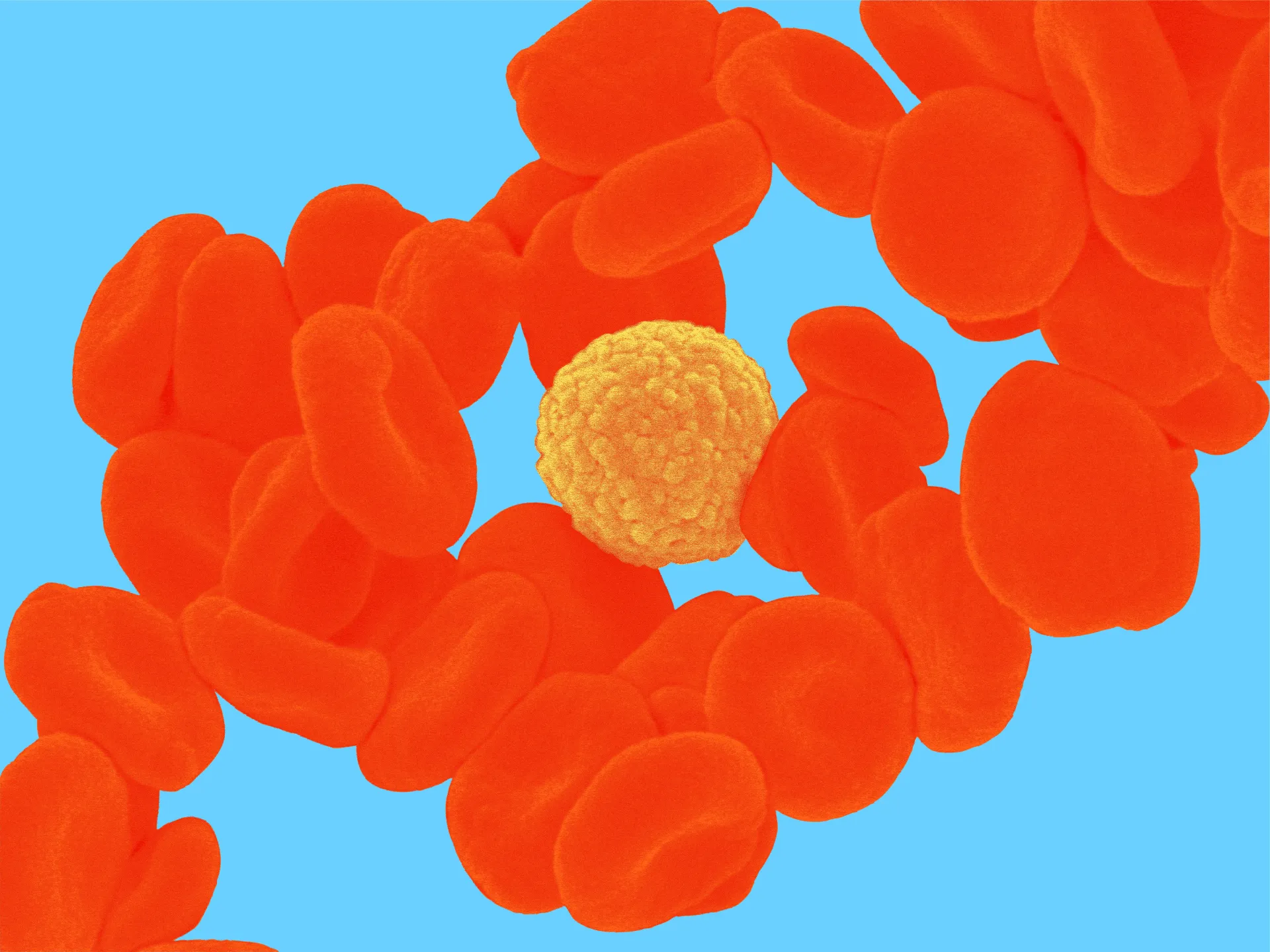 resize-JJ_BodyIllustration_Microscopic_RedBloodCellsLeukocyte_Colorway02.jpg