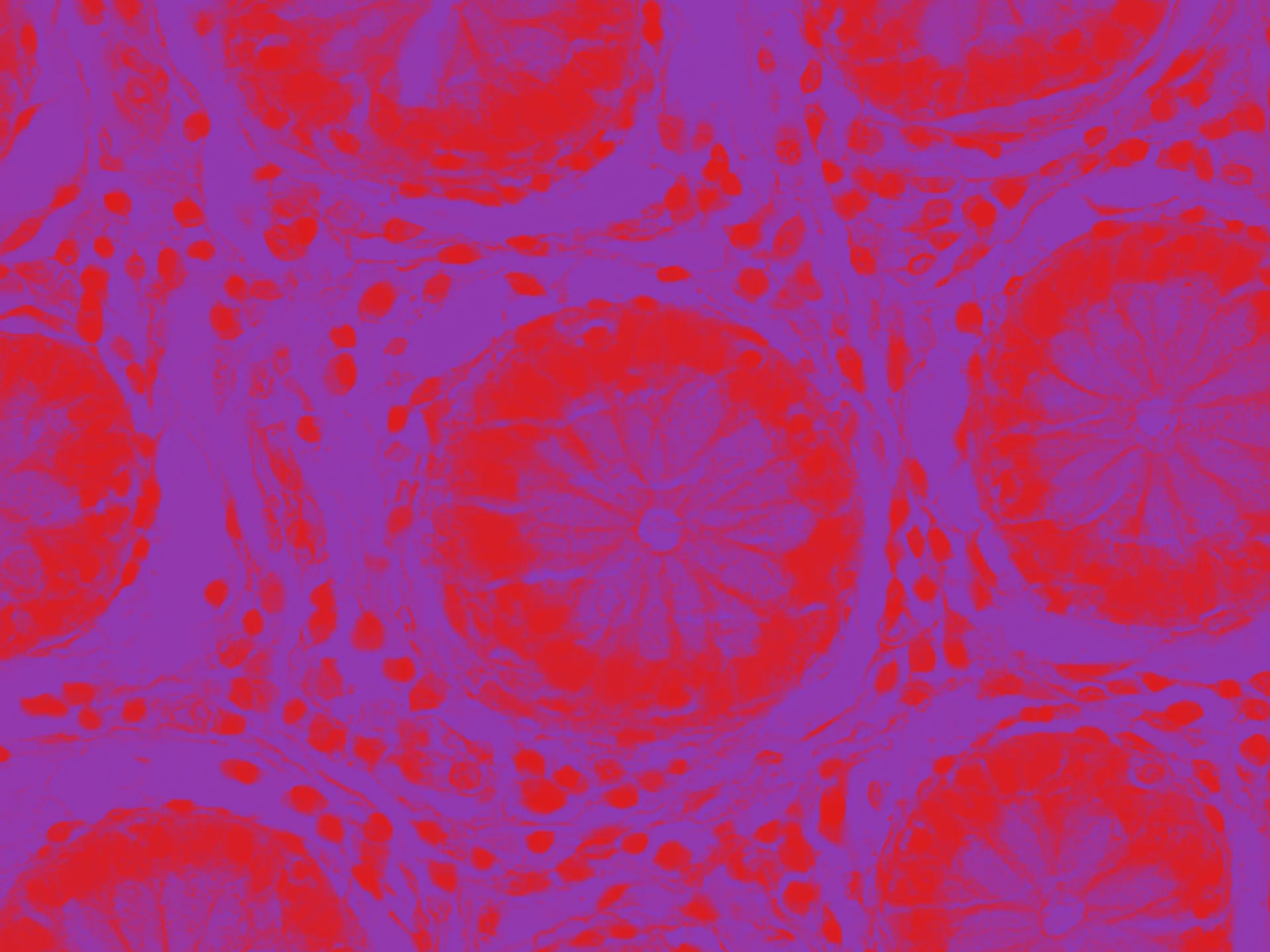 reisze-JJ_BodyIllustration_Microscopic_ColonicEpithelialCells1_Colorway01.jpg